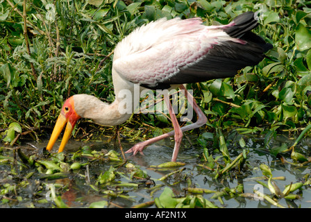 Gelb, Rechnungsempfänger Storch Fütterung unter Pflanzen und Wasser-Hyazinthe am Rande des Victoria-Sees in der Nähe von Kisumu Kenia in Ostafrika Stockfoto