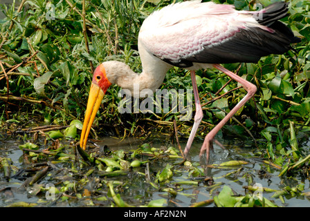 Gelb, Rechnungsempfänger Storch Fütterung unter Pflanzen und Wasser-Hyazinthe am Rande des Victoria-Sees in der Nähe von Kisumu Kenia in Ostafrika Stockfoto