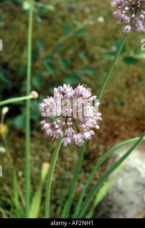 Deutscher Knoblauch Allium Senescens auch als Korkenzieher ornamentalen Zwiebel oder Laubbäume Schnittlauch Stockfoto