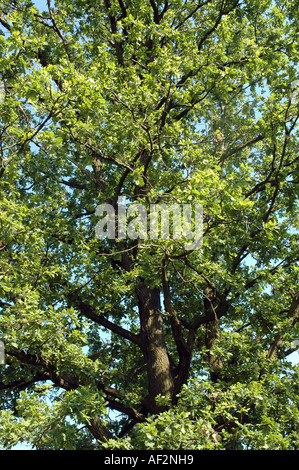 Pedunculate Eiche, Stieleiche oder irischen Dair genannt auch gemeinsame Eiche Quercus robur Stockfoto