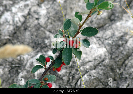 Wilde Zwergmispel Zwergmispel integerrimus Stockfoto