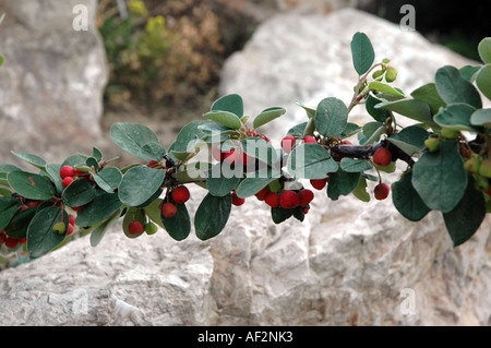 Wilde Zwergmispel Zwergmispel integerrimus Stockfoto