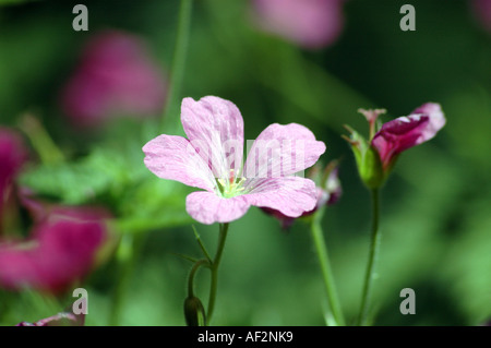 Endress-Storchschnabel-Geranium Endressii auch genannt Französisch Storchschnabel Stockfoto