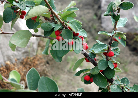 Wilde Zwergmispel Zwergmispel integerrimus Stockfoto