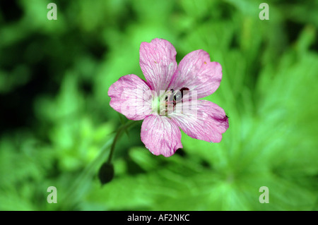 Endress-Storchschnabel-Geranium Endressii auch genannt Französisch Storchschnabel Stockfoto