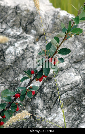 Wilde Zwergmispel Zwergmispel integerrimus Stockfoto