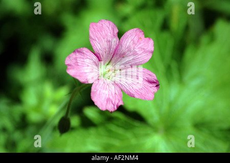 Endress-Storchschnabel-Geranium Endressii auch genannt Französisch Storchschnabel Stockfoto