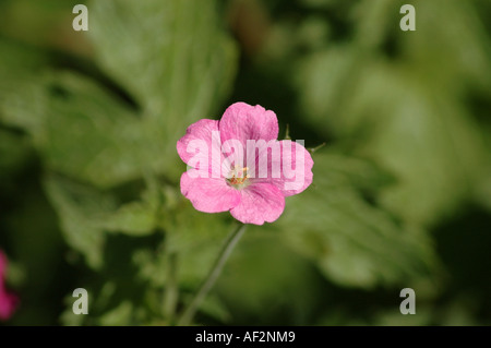 Endress-Storchschnabel-Geranium Endressii auch genannt Französisch Storchschnabel Stockfoto