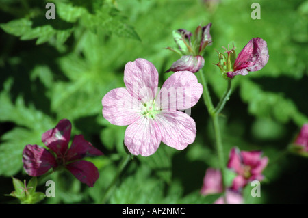 Endress-Storchschnabel-Geranium Endressii auch genannt Französisch Storchschnabel Stockfoto