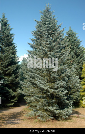 Colorado weiss Tanne Abies Concolor genannt 'Violacea' auch Rocky Mountains White Fir Stockfoto