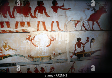 Luxor Ägypten Tal der Adligen Grab des Menna 18. Dyn Landwirtschaft Stockfoto