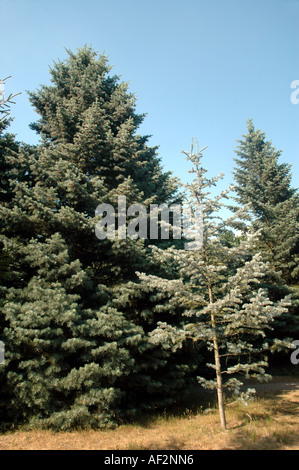 Colorado weiss Tanne Abies Concolor genannt 'Violacea' auch Rocky Mountains White Fir Stockfoto