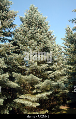 Colorado weiss Tanne Abies Concolor genannt 'Violacea' auch Rocky Mountains White Fir Stockfoto