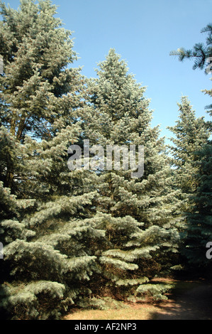 Colorado weiss Tanne Abies Concolor genannt 'Violacea' auch Rocky Mountains White Fir Stockfoto