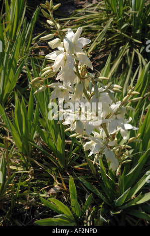 Adams Nadel Yucca Filamentosa Blume genannt auch Bear Grass oder schwach-Blatt yucca Stockfoto