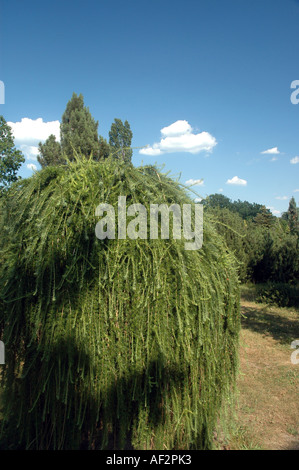 Europäische Lärche-Larix Decidua Repens Baum weint Stockfoto