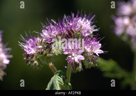 Lacy Phacelia Phacelia Tanacetifolia auch lila Rainfarn oder Fiddleneck genannt Stockfoto