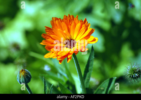 Ringelblume Calendula Officinalis, auch genannt Scotch Ringelblume Stockfoto
