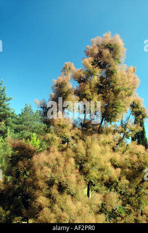 Eurasische Smoketree Cotinus Coggygria Var "Purpureus" auch genannt Smokebush oder venezianischen Sumach Stockfoto