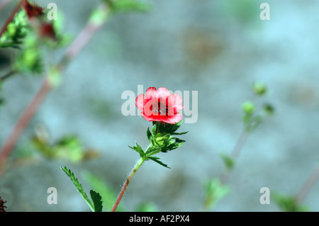 Nepal-Fingerkraut Potentilla nepalensis Stockfoto