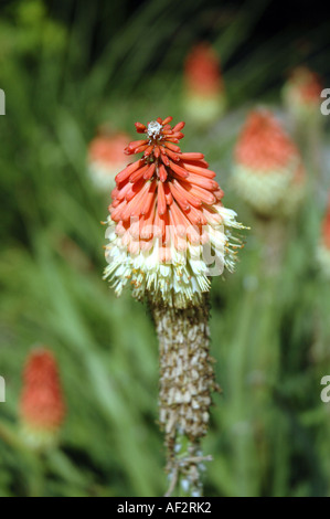 Fackel-Lilie Kniphofia Uvaria auch als Tritoma oder Red Hot Poker Stockfoto