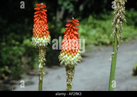 Fackel-Lilie Kniphofia Uvaria auch als Tritoma oder Red Hot Poker Stockfoto