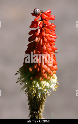 Fackel-Lilie Kniphofia Uvaria auch als Tritoma oder Red Hot Poker Stockfoto