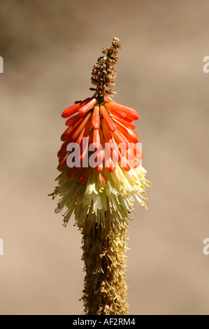 Fackel-Lilie Kniphofia Uvaria auch als Tritoma oder Red Hot Poker Stockfoto