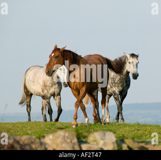 GRUPPE VON PFERDEN IM BEREICH UK Stockfoto