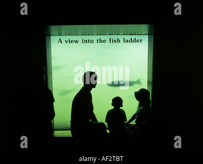 Menschen beobachten Chinook Lachs auf eine Fischtreppe an der Bonneville hydroelektrische Damm Columbia River Gorge-Oregon Stockfoto