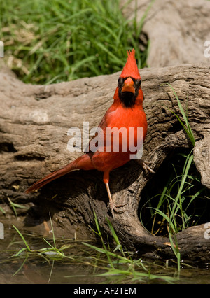 Nördlichen Kardinal männlich Stockfoto