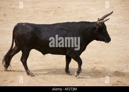 Ein einsamer Stier, die Teilnahme an dem Kurs Camargue, ist ein Stier-Ereignis, die beliebt im Bereich Ost-Languedoc-Roussillon Frankreich Stockfoto