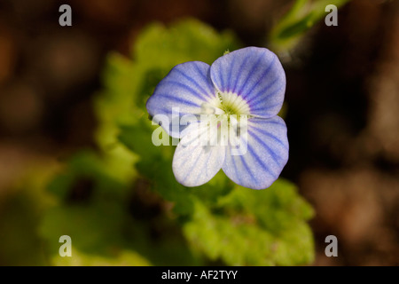 Gemeinsamen Feld-Ehrenpreis (Veronica Persica) England, UK Stockfoto