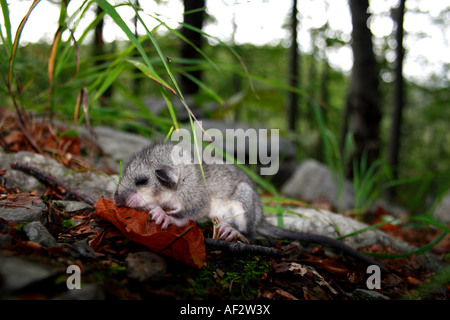 Eine junge Siebenschläfer auf dem Boden im Dinarischen Wald, Slowenien. Stockfoto