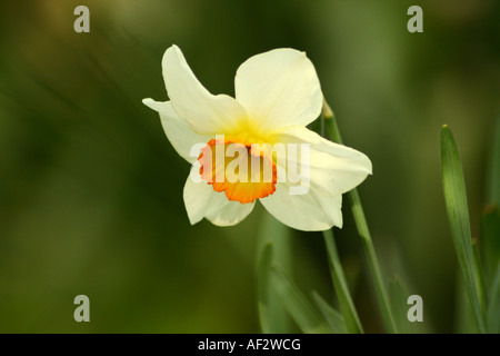 gelbe Narzissen - Narcissus Pseudonarcissus Stockfoto