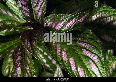 Persische Schild Anlage Stockfoto