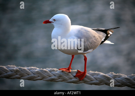 Eine Möwe steht auf einem Liegeplatz Seil oder Trosse Stockfoto