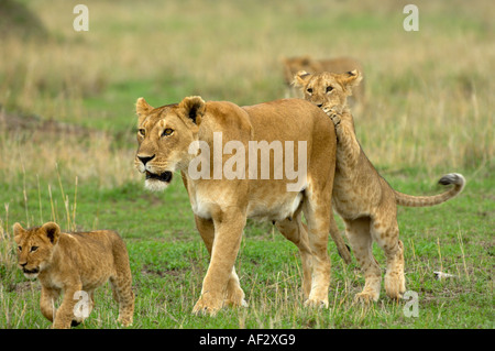 Lionness Panthera Leo Masaii Mara in Kenia mit Cub Angriff auf ihr Hinterteil Stockfoto