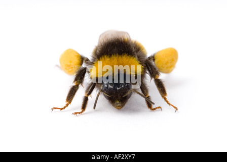 BUFF-TAILED BUMBLEBEE Bombus terrestris Stockfoto