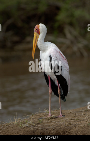 Gelb in Rechnung Storch Mycteria Ibis tatenlos den Mara River in der Zucht Gefieder Kenia Stockfoto