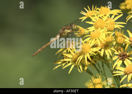 Gemeinsamen Darter, Sympetrum Striolatum Libelle auf gemeinsame Kreuzkraut @ Potteric Carr Nature Reserve Stockfoto