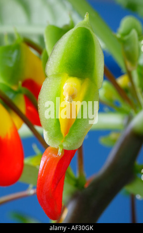 Nahaufnahme der Blüte von Impatiens Niamniamensis Kongo Kakadu busy Lizzie Stockfoto