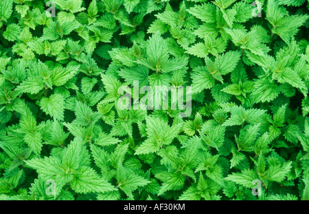 Nahaufnahme von direkt oberhalb von vielen frisches Frühlingsgrün Blätter und Stiele der gemeinsamen oder Brennnessel oder Urtica dioica Stockfoto