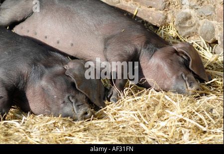 Norfolk schwarze Schweine schlafen im Sonnenschein UK Stockfoto