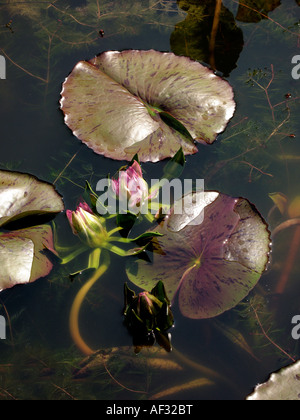 Seerose Stockfoto