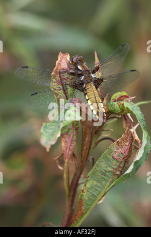 Breit-bodied Chaser Libellula Depressa Erwachsenfrau @ Rest auf einer Pflanze @ Potteric Carr-Naturschutzgebiet Stockfoto