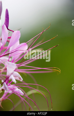 Rosa, tropische Blumen Stockfoto