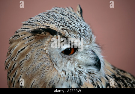 Kopf der Turkmenischen Adlereule (Bubo bubo turcomanus) im Profil Stockfoto