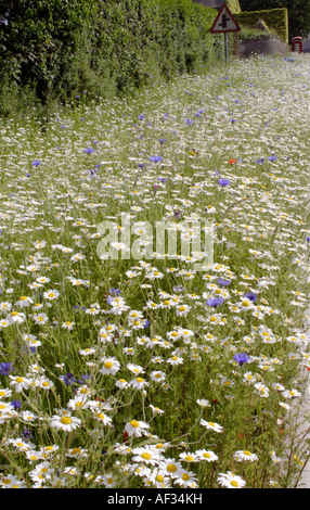 Am Straßenrand Rande geruchlos Mayweed und Kornblumen in der Nähe von Churchtown, County Down, Nordirland, Vereinigtes Königreich. Stockfoto