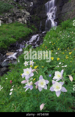 Wasserfall und Wildblumen in Almwiese blaue Akelei Aquilegia Coerulea Ouray San Juan Mountains Colorado USA Stockfoto